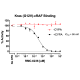 Kras (G12V)/cRAF/CYPA/Inhibitor Assay Kit